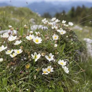 White dryad (Dryas octopetala) in the Alps White dryad (Dryas octopetala) in the Alps