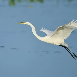 A white egret spreads its wings in flight against a blue sky A white egret spreads its wings in flight against a blue sky
