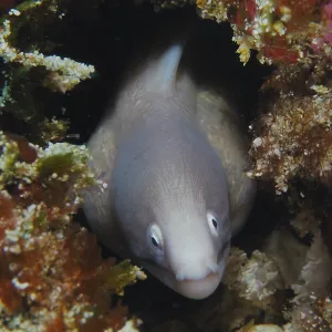 White-eyed Moray Eel Print: Gamat Bay, Bali, Indonesia White-eyed Moray Eel Print: Gamat Bay, Bali, Indonesia