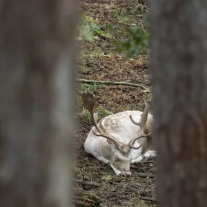 A white fallow deer in the forest at rest