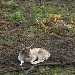 A white fallow deer in the forest at rest