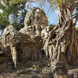 White Fig or Strangler Fig (Ficus virens) White Fig or Strangler Fig (Ficus virens)