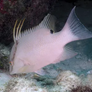 White fish with long dorsal fins White fish with long dorsal fins