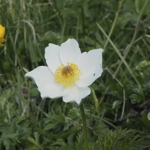 White flower with yellow centre