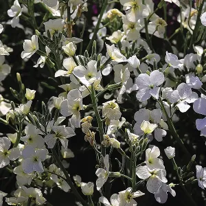 White flowering tree, india, asia White flowering tree, india, asia