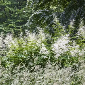 White flowers forest honeysuckle (Aruncus dioicus) and grasses in a clearing in the forest White flowers forest honeysuckle (Aruncus dioicus) and grasses in a clearing in the forest