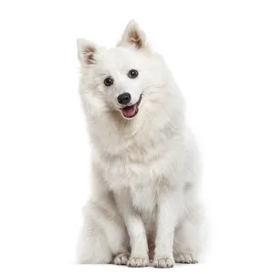 White fluffy dog sitting on white background with an open mouth and looking at camera White fluffy dog sitting on white background with an open mouth and looking at camera