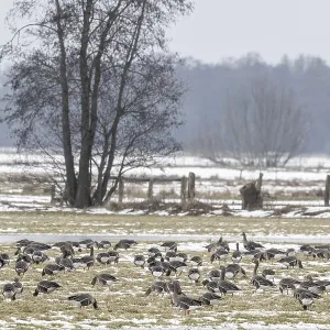 White-fronted Geese Print, Lower Saxony, Germany