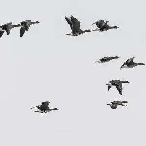 White-fronted Geese Print, Lower Saxony, Germany