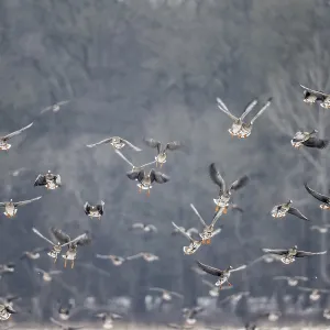 White-fronted Geese Print, Lower Saxony, Germany