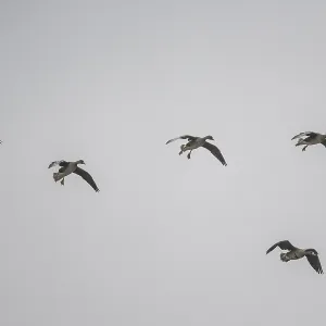 White-fronted Geese Print, Lower Saxony, Germany