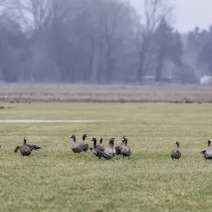 White-fronted geese (Anser albifrons) Print, Lower Saxony, Germany