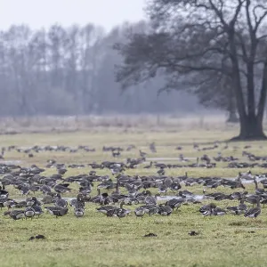 White-fronted geese (Anser albifrons) Print, Lower Saxony, Germany