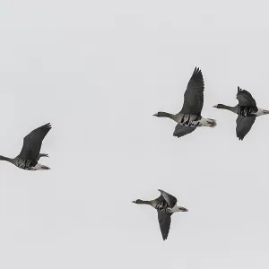 White-fronted geese (Anser albifrons) Print, Lower Saxony, Germany