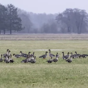 White-fronted geese (Anser albifrons) Print, Lower Saxony, Germany