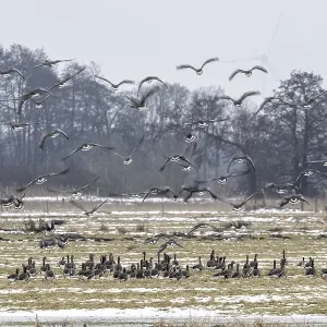 White-fronted Geese Print, Lower Saxony, Germany