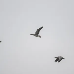 White-fronted Geese Print, Lower Saxony, Germany