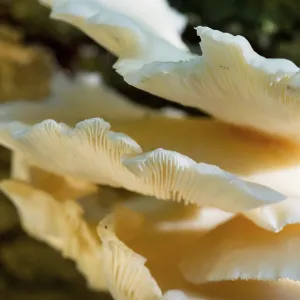White fungus on tree in forest White fungus on tree in forest