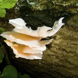 White fungus on tree in forest