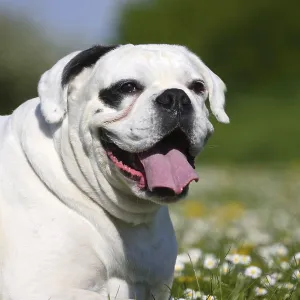 White German Boxer