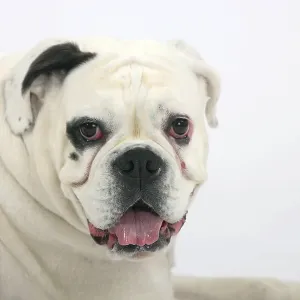 White German Boxer White German Boxer