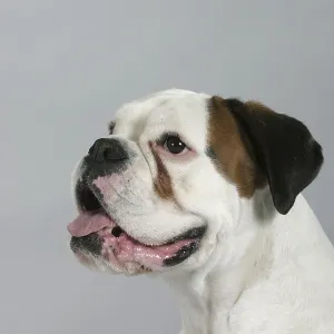 White German Boxer Print White German Boxer Print