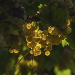 White grapes on the vine in backlight