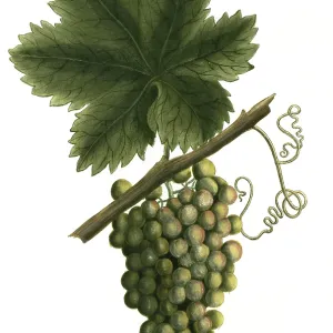 19th Century White Grapevine Print, Vitis vinifera 19th Century White Grapevine Print, Vitis vinifera