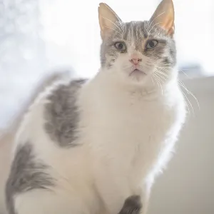 A white and gray cat sits attentively in a brightly lit indoor space A white and gray cat sits attentively in a brightly lit indoor space