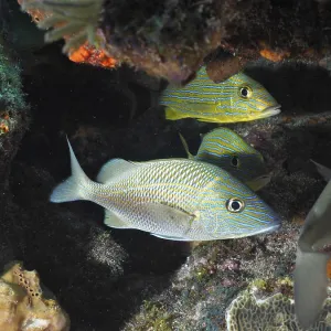 White grunt (Haemulon plumierii) White grunt (Haemulon plumierii)