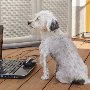 White Havanese sits curiously in front of a laptop White Havanese sits curiously in front of a laptop