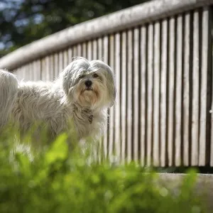 White Havanese standing in front of a bridge White Havanese standing in front of a bridge