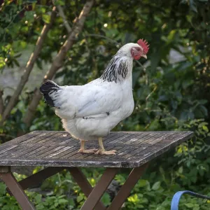 A white hen (Gallus gallus domesticus) on a garden table
