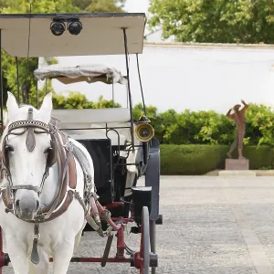 White horse harnessed to a traditional carriage