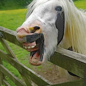 A white horse makes a funny face behind a wooden fence in a green field