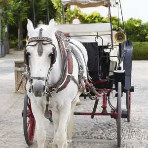 White horse standing harnessed to a carriage on an old cobblestone street in ronda
