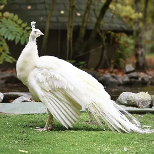 White Indian peafowl Pavo cristatus mut White Indian peafowl Pavo cristatus mut