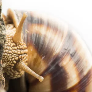 White isolated snail. Studio shot White isolated snail. Studio shot