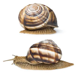 White isolated snail. Studio shot White isolated snail. Studio shot