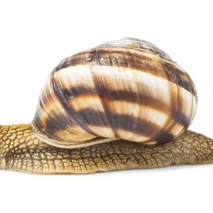 White isolated snail. Studio shot White isolated snail. Studio shot