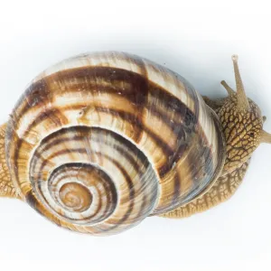 White isolated snail. Studio shot White isolated snail. Studio shot