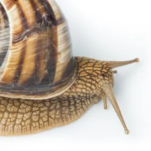 White isolated snail. Studio shot White isolated snail. Studio shot