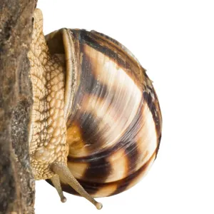 White isolated snail. Studio shot White isolated snail. Studio shot