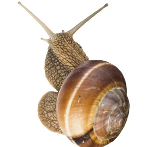 White isolated snail. Studio shot White isolated snail. Studio shot