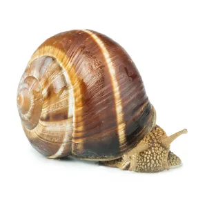 White isolated snail. Studio shot White isolated snail. Studio shot