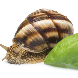 White isolated snail. Studio shot White isolated snail. Studio shot