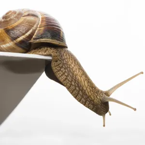 White isolated snail. Studio shot White isolated snail. Studio shot