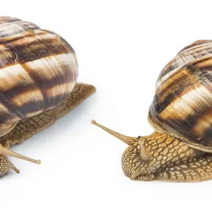 White isolated snail. Studio shot White isolated snail. Studio shot