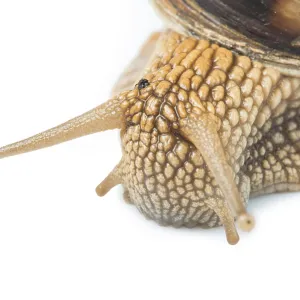 White isolated snail. Studio shot White isolated snail. Studio shot