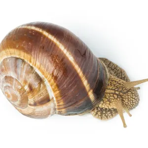 White isolated snail. Studio shot White isolated snail. Studio shot